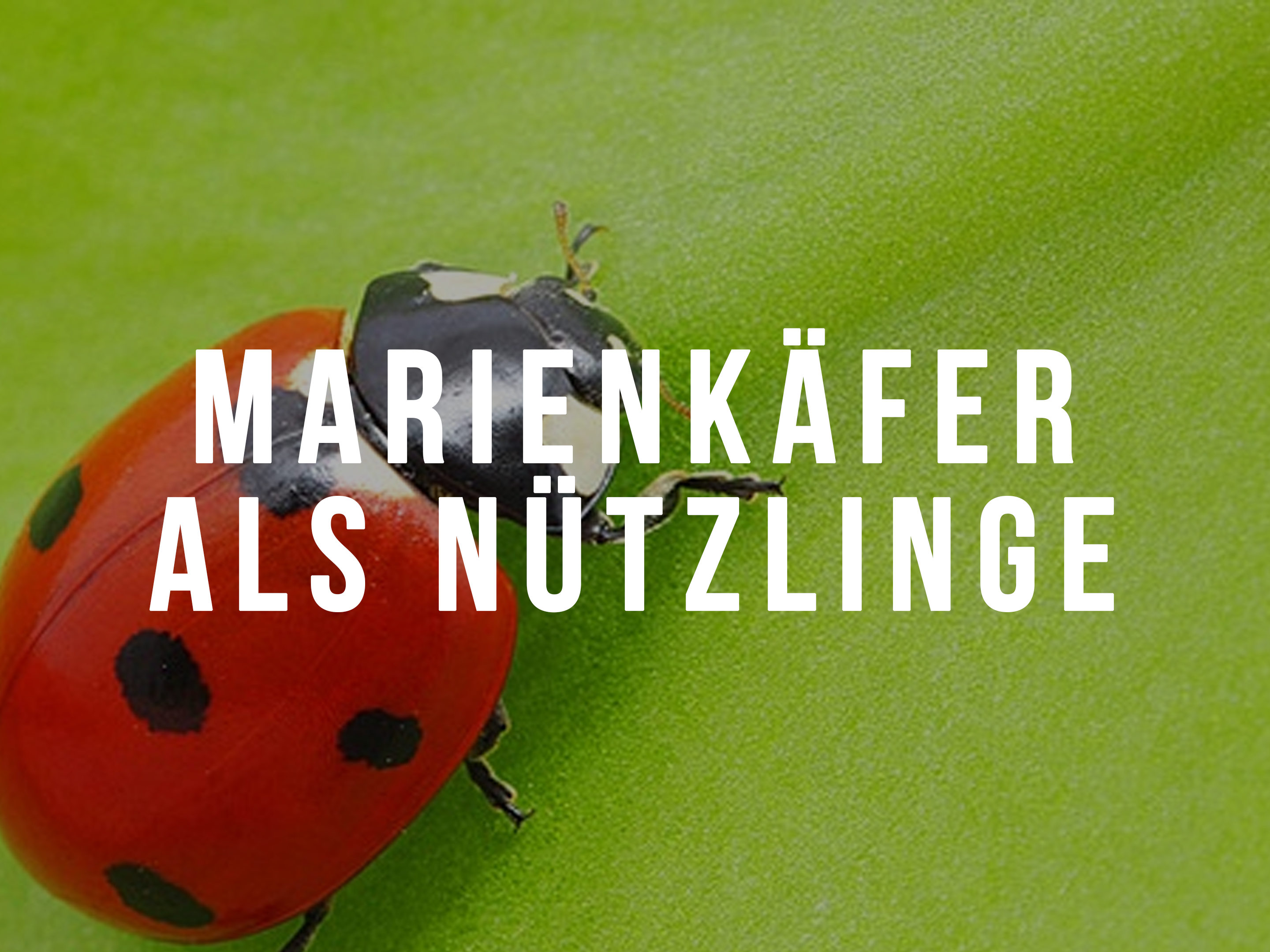 Marienkäfer im Grow – Wie effektiv sind sie wirklich gegen Schädlinge? - Marienkäfer im Grow – Wie effektiv sind sie wirklich gegen Schädlinge?