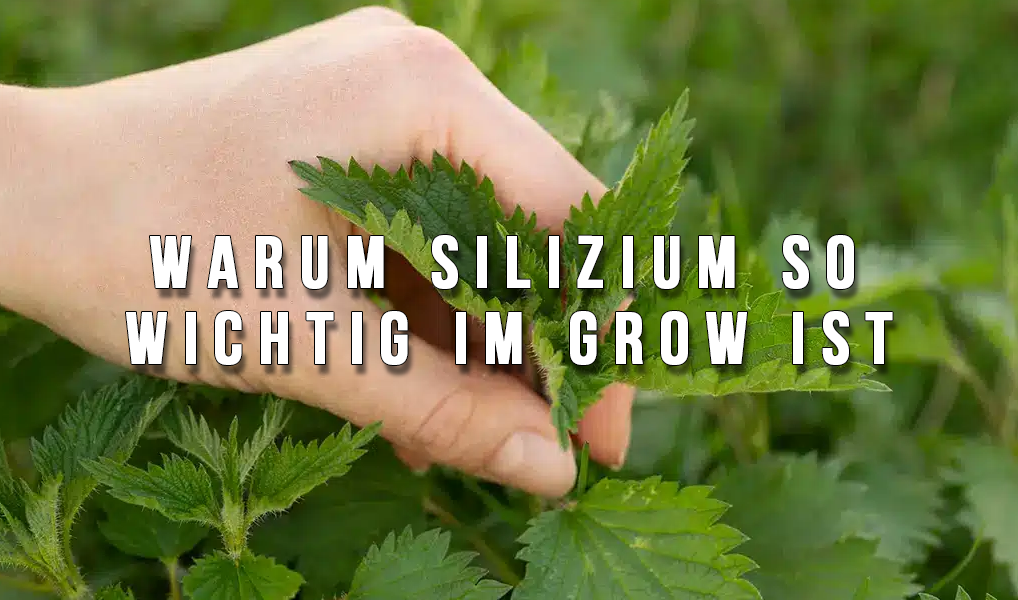 https://growbee.de/bilder/news/109/silicium_preview.png