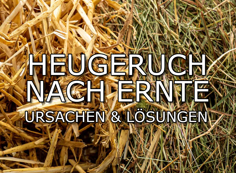 Warum riecht meine Ernte nach Heu? – Ursachen, Fehler &amp;amp; Lösungen beim Trocknen - Heugeruch nach der Ernte? Ursachen &amp;amp; Lösungen beim Trocknen | Growbee