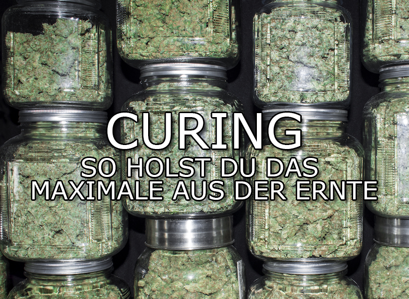 Curing richtig erklärt – So holst du das Maximum aus deiner Ernte - Curing richtig erklärt – So verbesserst du Aroma &amp;amp; Qualität | Growbee