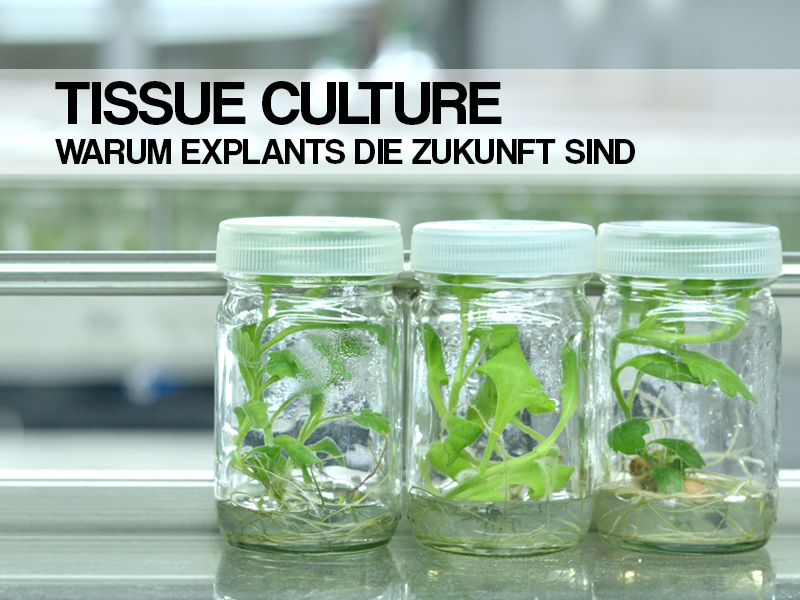 Tissue Culture vs. klassische Stecklinge – Warum moderne Explants die Zukunft der Cannabis-Genetik sind - Tissue Culture vs. Stecklinge – Vorteile moderner Cannabis-Explants