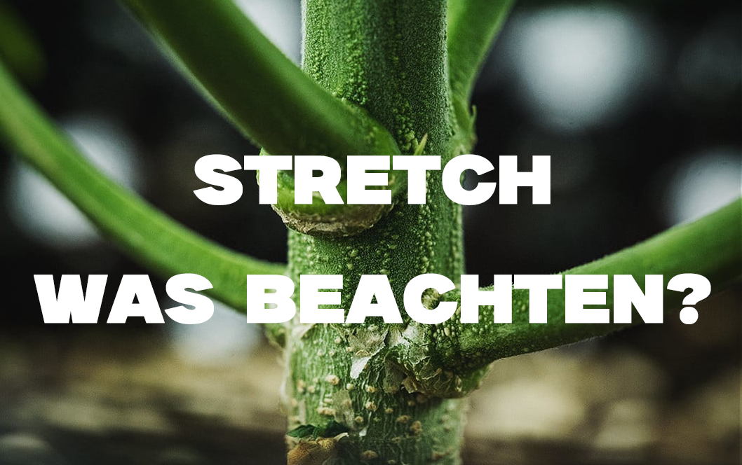https://growbee.de/bilder/news/80/stretch_preview.png