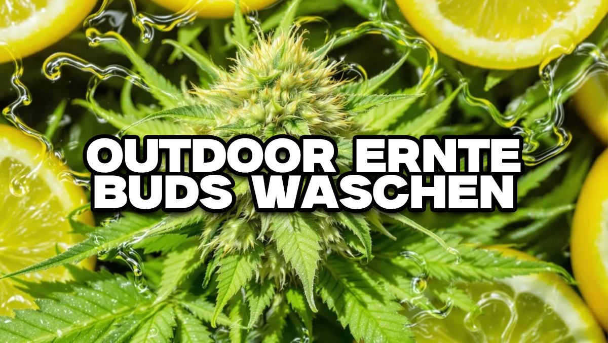 https://growbee.de/bilder/news/86/outdoor-waschen_preview.png