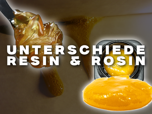 Resin vs. Rosin – Unterschiede, Herstellung &amp; Hash Rosin erklärt - Resin vs. Rosin – Unterschiede, Herstellung &amp; Hash Rosin erklärt