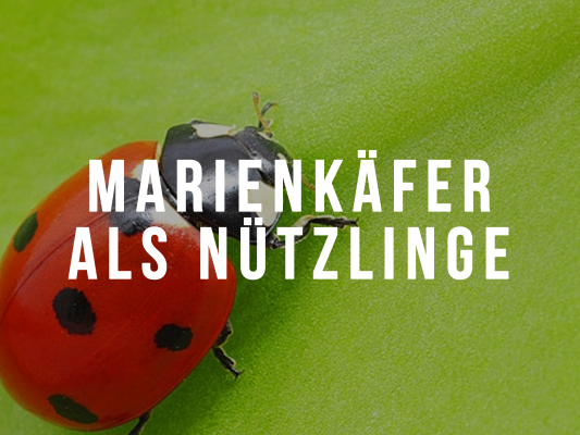 Marienkäfer im Grow – Wie effektiv sind sie wirklich gegen Schädlinge? - Marienkäfer im Grow – Wie effektiv sind sie wirklich gegen Schädlinge?