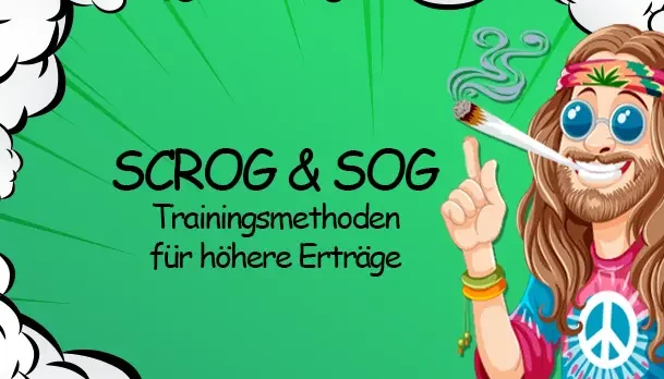 Wuchsform und Zeltgröße: Was passt in deine Growbox? | Growbee - Wuchsform und Zeltgröße: Was passt in deine Growbox? | Growbee