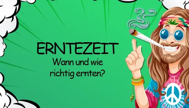 Erntezeit : Wann und Wie erntet man richtig  - Ernten und Trocknen im Indoor-Anbau: Timing und Technik | Growbee