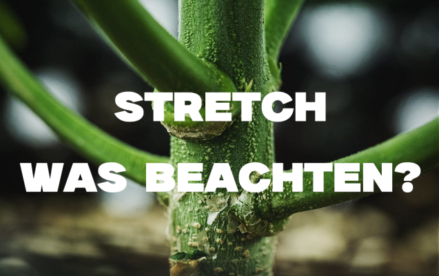 Stretch im Grow – Tipps zur Kontrolle &amp; Strain-Wahl - Stretch im Grow – Tipps zur Kontrolle &amp; Strain-Wahl
