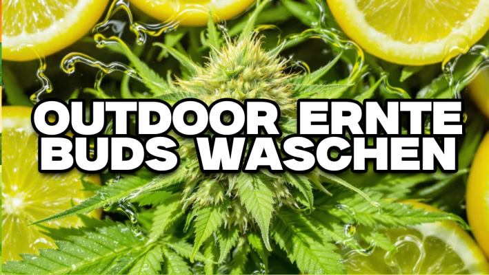 Outdoor-Ernte waschen – Sinnvoll oder nicht? - Outdoor-Ernte waschen – Sinnvoll oder nicht?