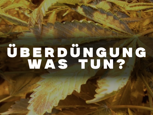 Überdüngung im Grow – Symptome, Lösungen &amp; Tipps | Growblog - Überdüngung im Grow – Symptome, Lösungen &amp; Tipps | Growblog