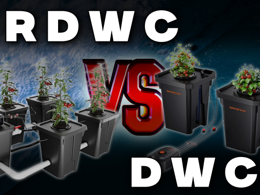 DWC vs. RDWC – Die wichtigsten Unterschiede im Hydro-Grow erklärt - DWC vs. RDWC – Die wichtigsten Unterschiede im Hydro-Grow erklärt