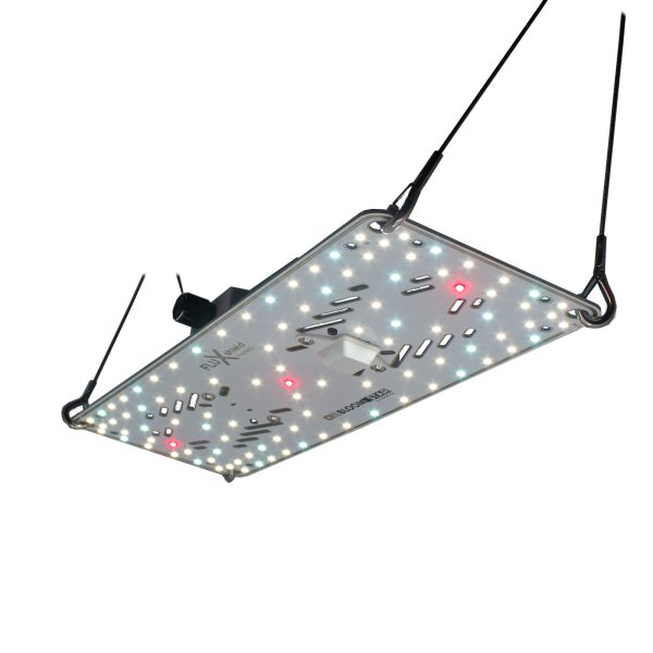 BloomStar FLUXshield Habibi 150 50W Vollspektrum