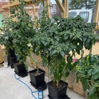 AutoPot 1Pot 1 Topf System inkl. 47L Wasserfass