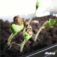 Hubey MT Mix 50g Streuer zur Impfung der Wurzeln – Mykorrhiza – Trichoderma und Wurzelbakterien – Mischung