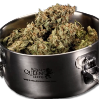 Curing Vault – Royal Queen Seeds