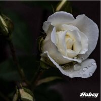 Hubey Pferdedung 3kg biologischer Naturdünger Universaldünger und Bodenverbesserer