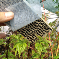 SpinnmilbenPANIK – 150 Florfliegenlarven & 5...