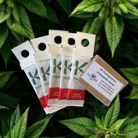 SpinnmilbenPANIK – 150 Florfliegenlarven & 5 Phyto Vital Tüten
