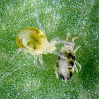 Neoseiulus californicus – 25 Tütchen für...
