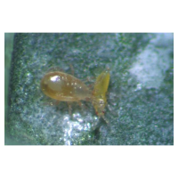Neoseiulus cucumeris Raubmilben – 5 Tütchen...